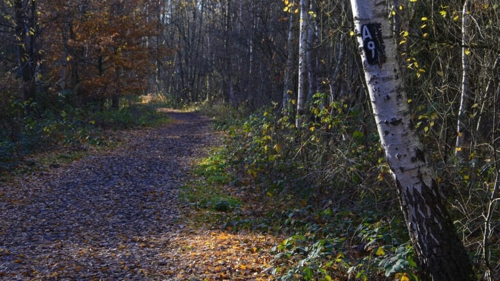 A9 lomake – PDF ladattavaksi ilmaiseksi